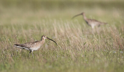 Wulp, Eurasian Curlew, Numenius arquata orientalis