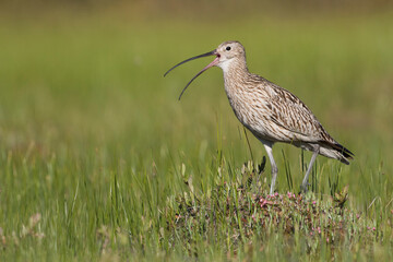 Wulp, Eurasian Curlew, Numenius arquata suschkini