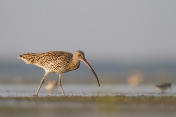 Wulp, Eurasian Curlew, Numenius arquatus orientalis