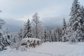 Schwarzwald bei Hinterzarten im Winter
