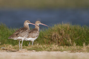 Wulp, Eurasian Curlew, Numenius arquatus orientalis