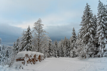 Fototapeta premium Schwarzwald bei Hinterzarten im Winter