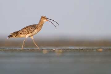 Wulp, Eurasian Curlew, Numenius arquatus orientalis