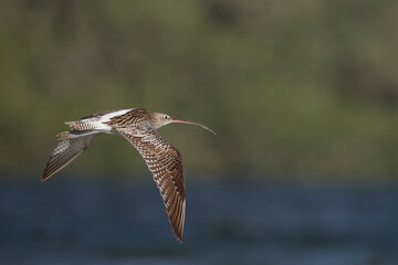 Wulp, Eurasian Curlew, Numenius arquatus orientalis
