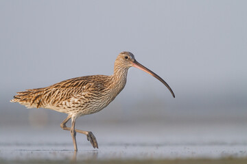 Wulp, Eurasian Curlew, Numenius arquatus orientalis