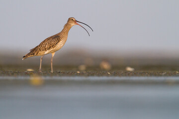 Wulp, Eurasian Curlew, Numenius arquatus orientalis