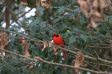 Cardinal red bird