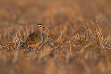 Morinelplevier, Eurasian Dotterel, Charadrius morinellus