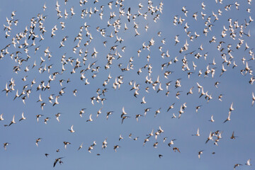 Goudplevier, Eurasian Golden Plover, Pluvialis apricaria