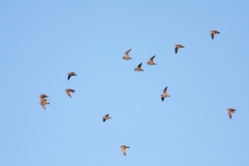 Goudplevier, Eurasian Golden Plover, Pluvialis apricaria