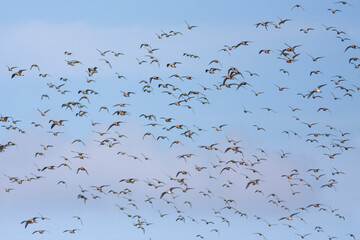 Goudplevier, Eurasian Golden Plover, Pluvialis apricaria