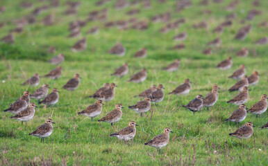 Goudplevier, Eurasian Golden Plover, Pluvialis apricaria