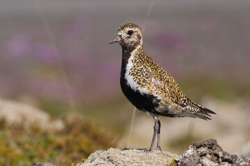 Eurasian Golden Plover, Goudplevier,  apricaria ssp. altrifrons