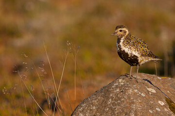 Eurasian Golden Plover, Goudplevier,  apricaria ssp. altrifrons