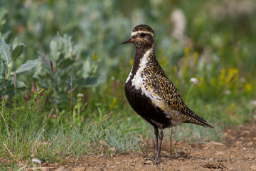 Eurasian Golden Plover, Goudplevier,  apricaria ssp. altrifrons