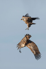 Eurasian Griffon Vulture - Gänsegeier - Gyps fulvus ssp. fulvus, Spain, adult