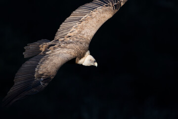 Eurasian Griffon Vulture - Gänsegeier - Gyps fulvus ssp. fulvus, Spain, adult