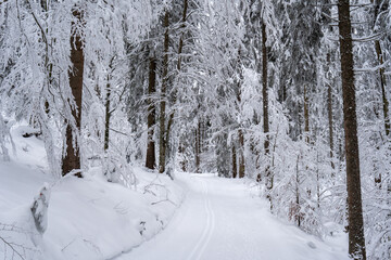 Winter im Schwarzwald am Herzogenhorn