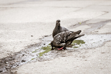 Pigeons drink water from a puddle on the asphalt - 403845654