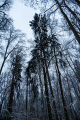 Long black trees tend upwards into the sky in the winter forest