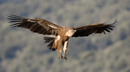 Eurasian Griffon Vulture - Gänsegeier - Gyps fulvus ssp. fulvus, Spain, adult