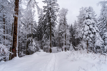 Winter im Schwarzwald am Herzogenhorn