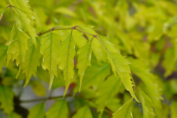 Trumpet creeper Madame Galen