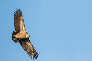 Eurasian Griffon Vulture - Gänsegeier - Gyps fulvus ssp. fulvus, Spain, adult
