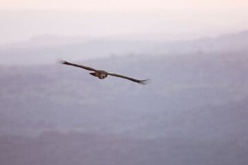 Eurasian Griffon Vulture - Gänsegeier - Gyps fulvus ssp. fulvus, Spain
