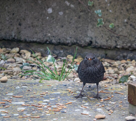a plump female blackbird (Turdus Merula) facing the camera head-on
