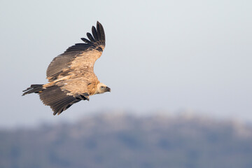 Eurasian Griffon Vulture - Gänsegeier - Gyps fulvus ssp. fulvus, Spain, 2nd cy