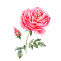 Pink Rose with petals, blossom and green leaves. Beautiful gorgeous red flower digital watercolor illustration isolated on white background.