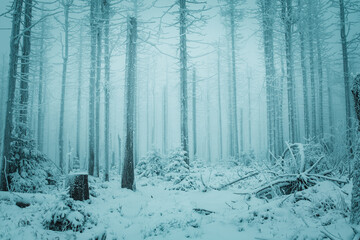 Mystic and moody scene in the the winter mountains with heavy fog and dead trees. Mysterious vibes...
