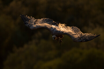 Eurasian Griffon Vulture - Gänsegeier - Gyps fulvus ssp. fulvus, Spain