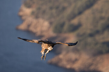 Eurasian Griffon Vulture - Gänsegeier - Gyps fulvus ssp. fulvus, Spain, adult