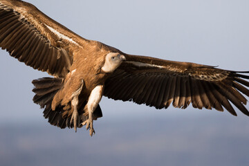 Eurasian Griffon Vulture - Gänsegeier - Gyps fulvus ssp. fulvus, Spain, 3rd cy