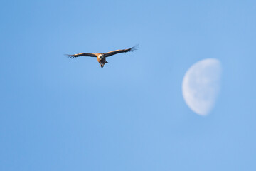 Eurasian Griffon Vulture - Gänsegeier - Gyps fulvus ssp. fulvus, Spain, adult