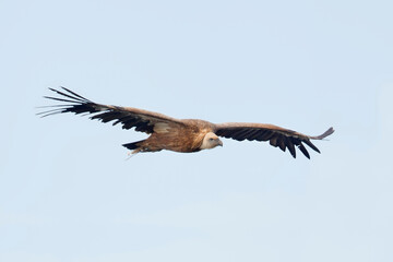 Gänsegeier