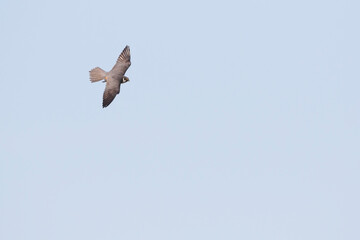 Boomvalk, Eurasian Hobby, Falco subbuteo subbuteo