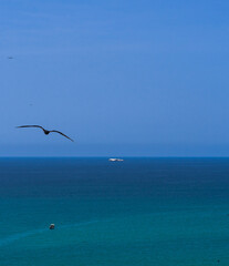 Fototapeta na wymiar Fragata volando hacia el mar