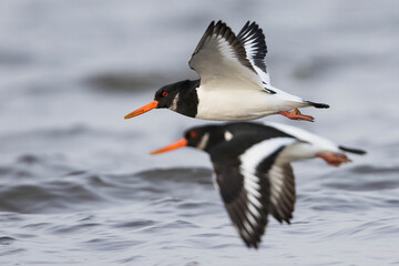 Scholekster, Eurasian Oystercatcher, Haematopus ostralegus