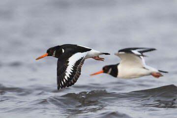 Scholekster, Eurasian Oystercatcher, Haematopus ostralegus