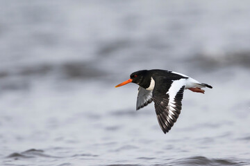 Scholekster, Eurasian Oystercatcher, Haematopus ostralegus