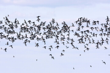 Fototapeta premium Scholekster, Eurasian Oystercatcher, Haematopus ostralegus ostralegus