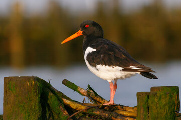 Scholekster, Eurasian Oystercatcher, Haematopus ostralegus ostralegus © AGAMI