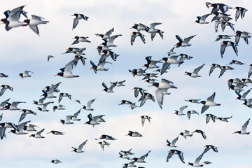 Scholekster, Eurasian Oystercatcher, Haematopus ostralegus ostralegus