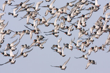 Scholekster, Eurasian Oystercatcher, Haematopus ostralegus ostralegus