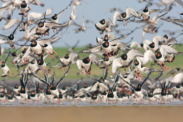 Scholekster, Eurasian Oystercatcher, Haematopus ostralegus ostralegus