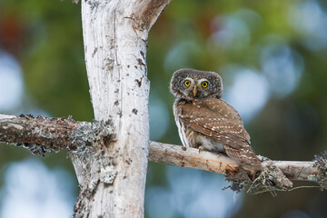 Dwerguil, Eurasian Pygmy Owl, Glaucidium passerinum