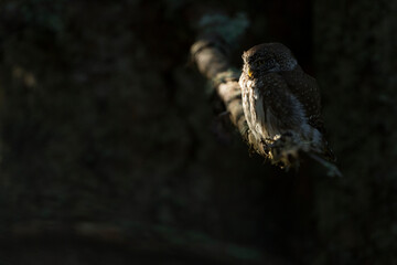 Dwerguil, Eurasian Pygmy Owl, Glaucidium passerinum
